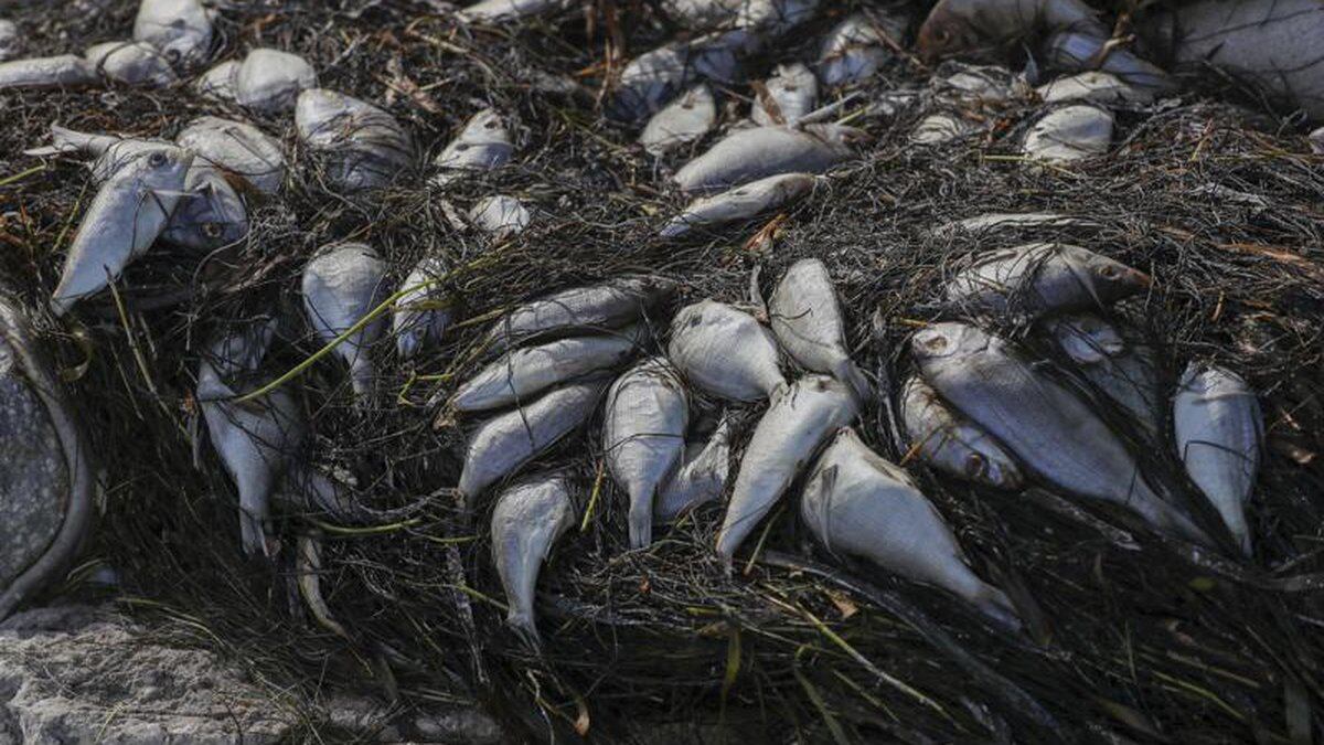Dead fish from red tide washed up along a St. Petersburg's waterfront park, on Thursday, July...
