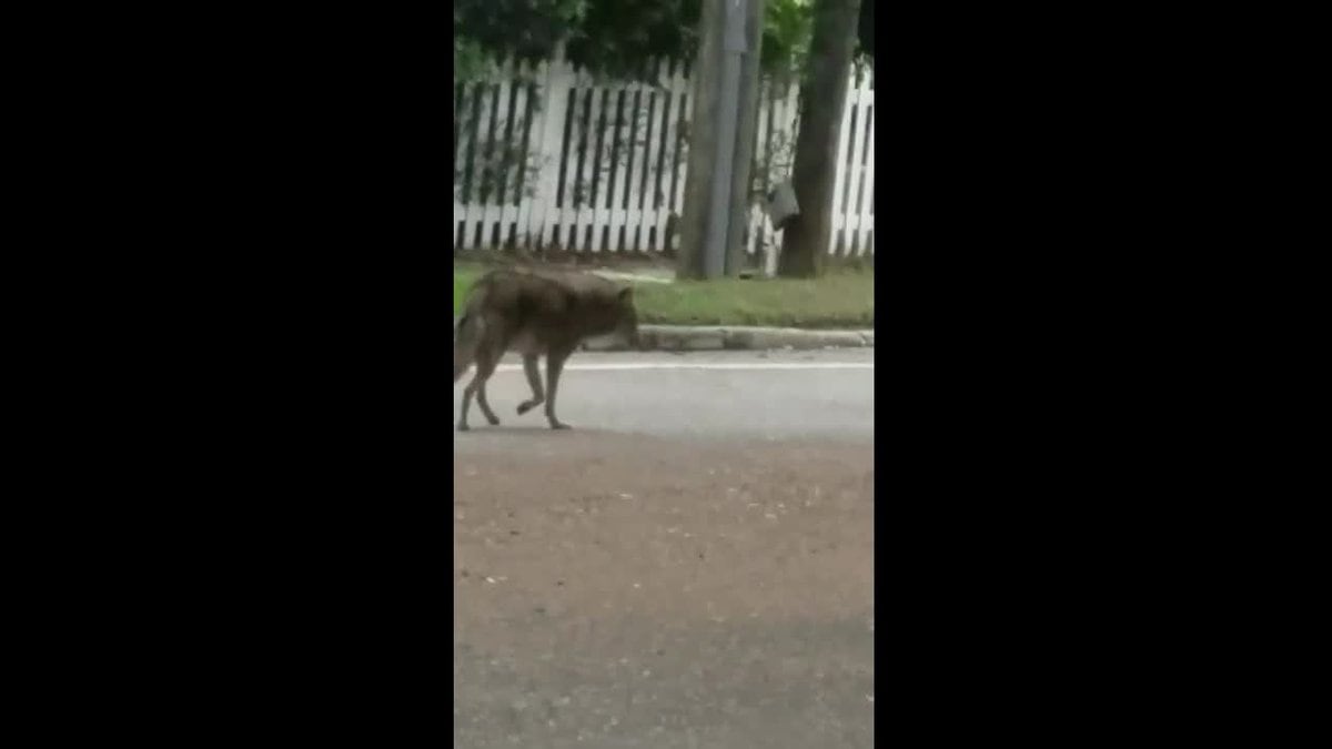 Coyote roams around busy Sarasota street