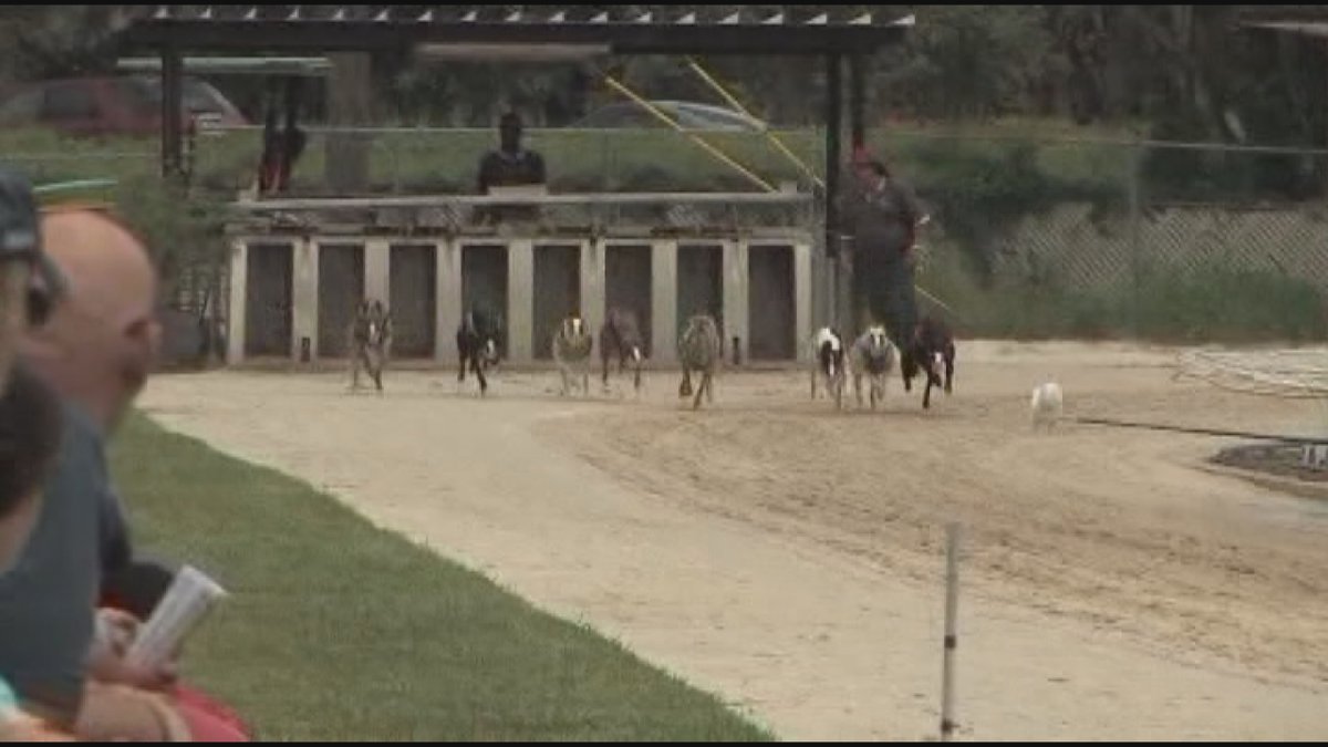 Start of Greyhound Dog Racing Season, could be last for Sarasota Kennel Club