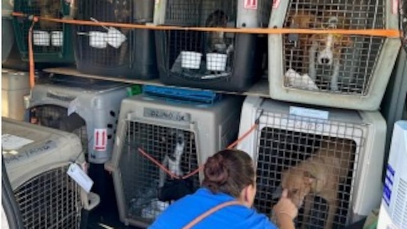 Suncoast Humane Society welcomes 53 dogs from Puerto Rico amidst hurricane threat