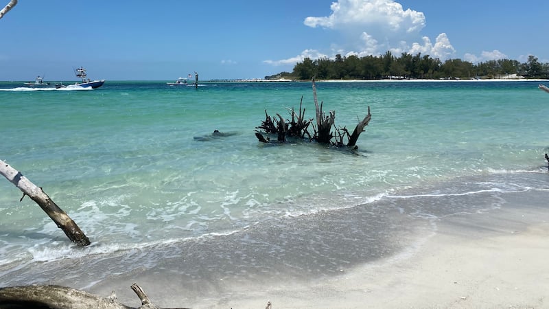 The project was put on hold because of multiple turtle nests popping up around the project site.
