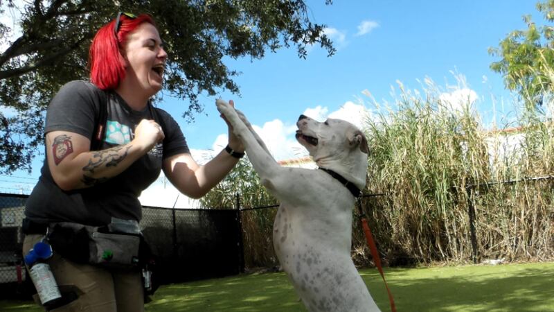 Aurora knows various tricks, including how to high-five. She was surrendered after her owner...