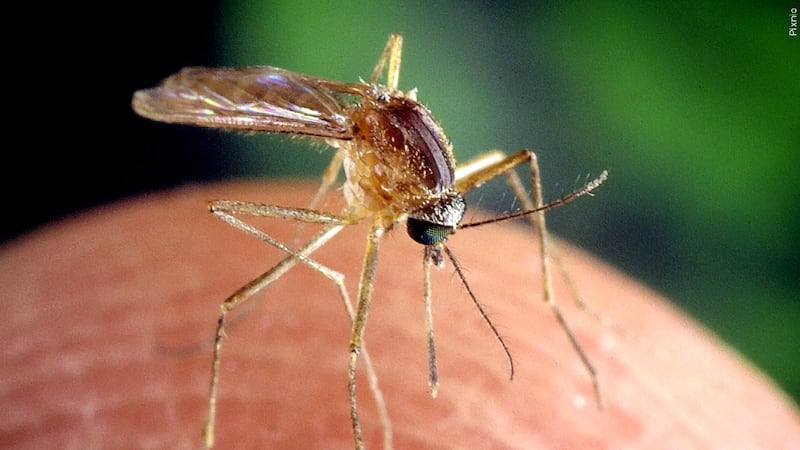 Mosquitos are the primary transmission vector for West Nile Virus.