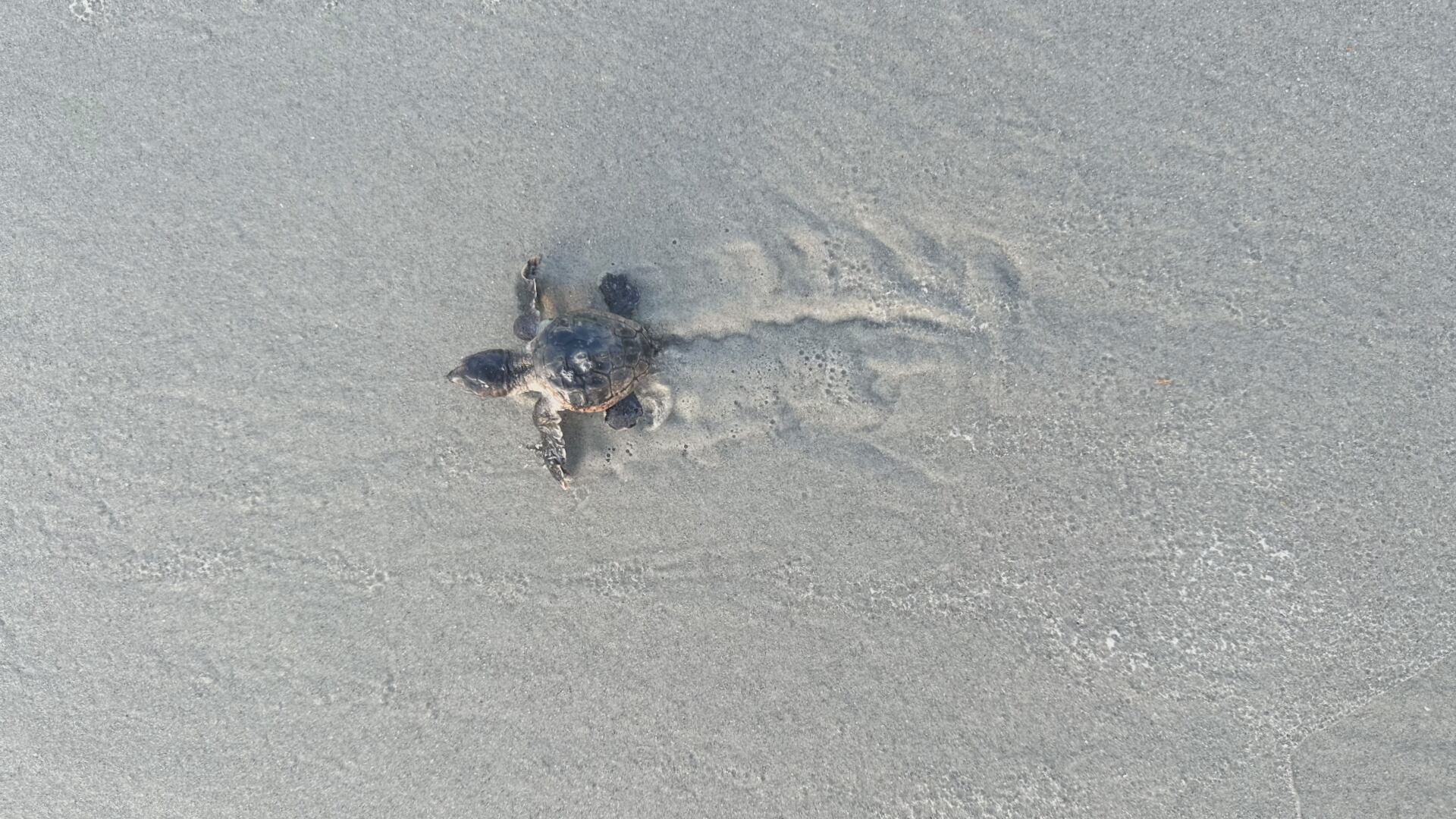 FWC and partners promote sea turtle protection - Vimarsana News