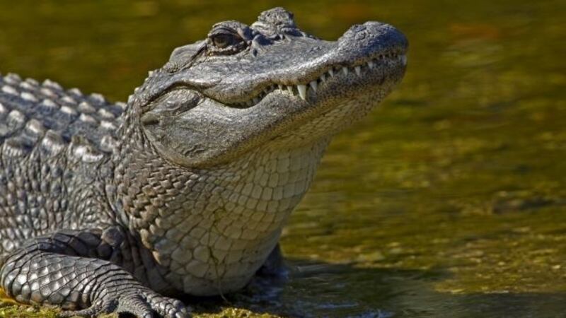 Note: This is not the actual alligator, and has been included for illustration purposes only.