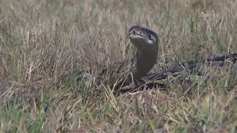 The 2023 Florida Python Challenge begins August 4th, in an attempt to eliminate the invasive...