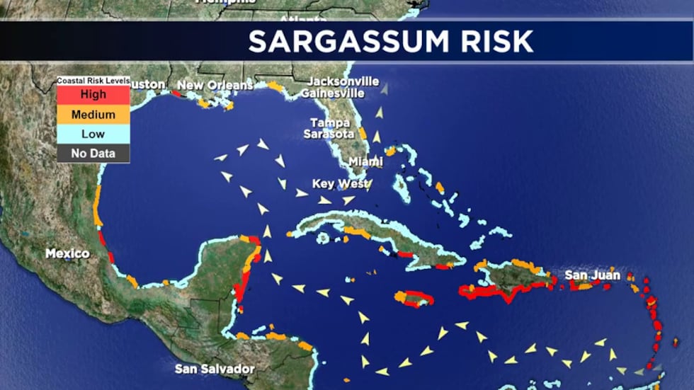 Sargassum risk