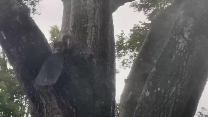 Unshakeable Squirrel hangs on to tree during Hurricane Ian