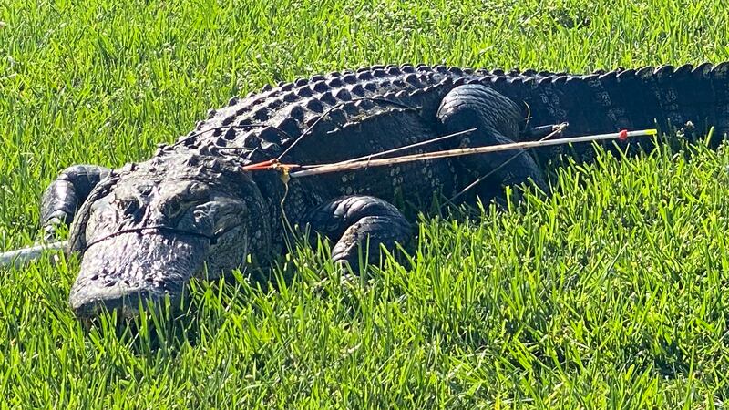 An alligator was injured after being shot with two arrows.