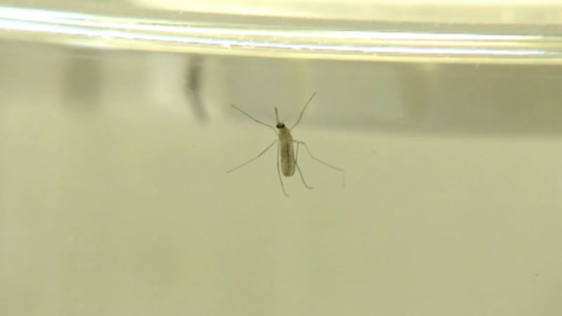 A look at one of the mosquitoes you would see around your house if there is a lot of standing...