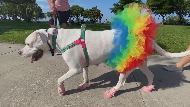 Dogs and their owners took a lap through Bayfront Park clad in colorful costumes all to raise...