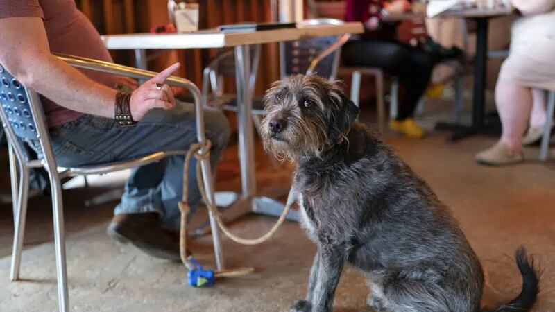 Monty Hobbs gestures towards his dog Mattox on the patio at the Olive Lounge in Takoma Park,...