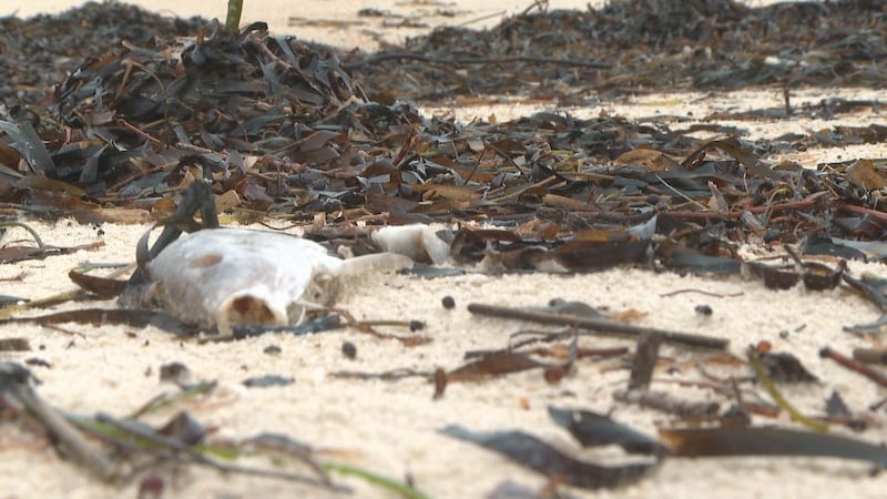 Red tide is caused by high concentrations of aquatic microorganisms, such as protozoans and...