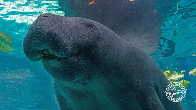 Hugh the manatee was 38 years old.