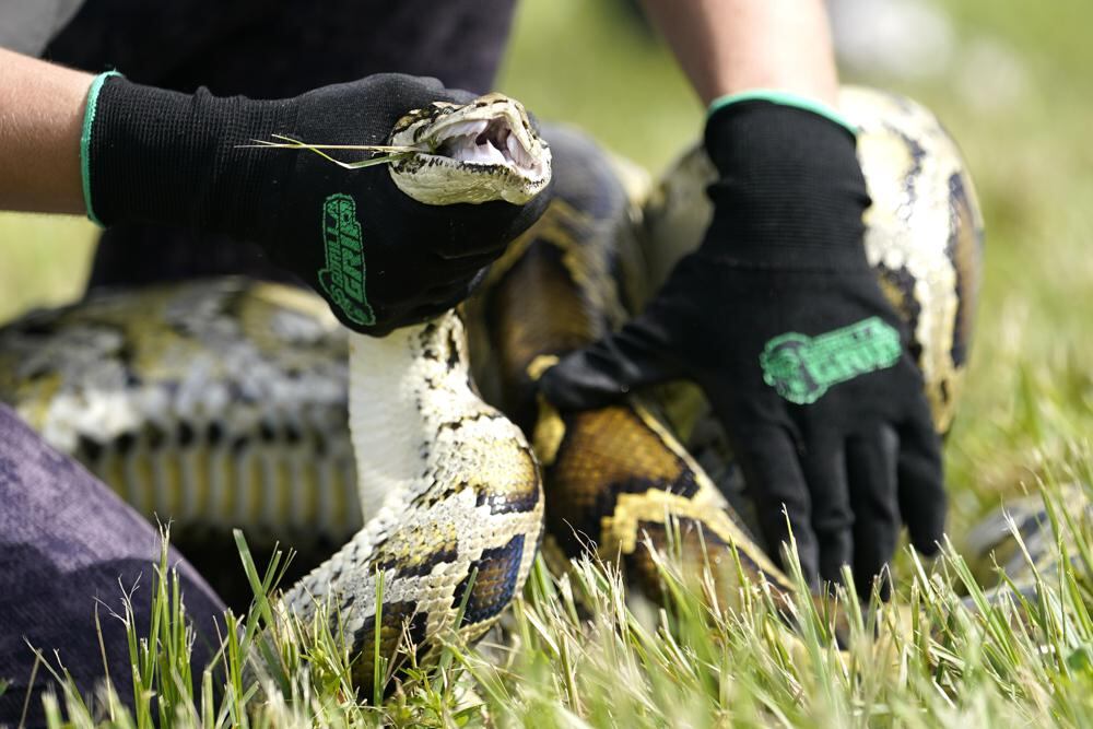 Registration opens for Florida Python Challenge - Vimarsana News