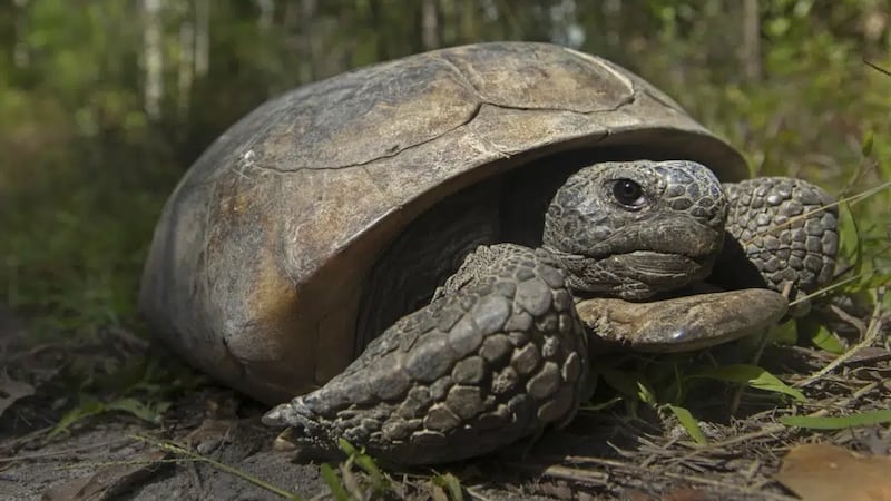 This photo provided by the U.S. Fish & Wildlife Service shows a gopher tortoise at San Felasco...