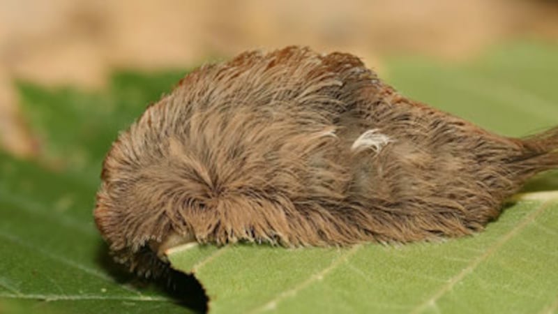 Puss caterpillar, Megalopyge opercularis.