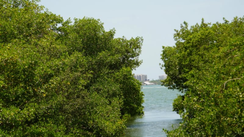 Improvements in Sarasota Bay water quality aren’t taken lightly by officials in Manatee and...